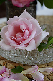 lyserød rose i skål