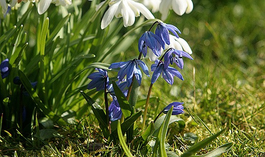 Scilla sibirica