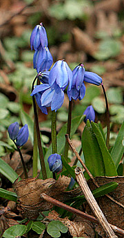 Scilla sibirica