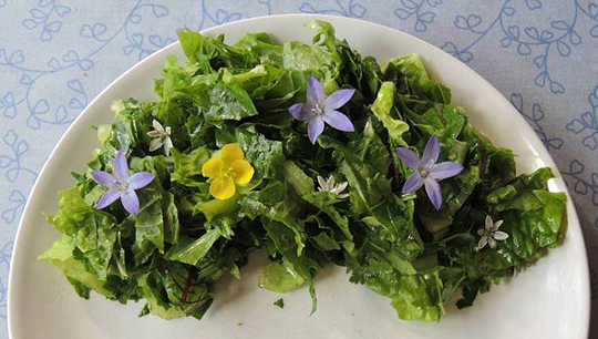 Salat af salat ‘Little Gem’, spansk kørvel, rødnervet havesyre,