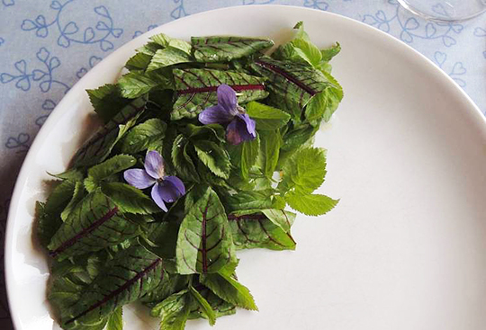 Salat af skvalderkål, rødnervet havesyre og martsviole