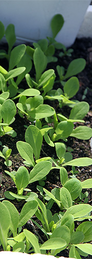 Salatplanter