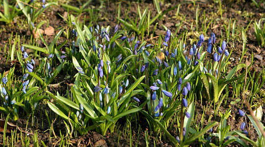 Scilla sibirica