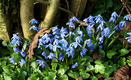 Scilla sibirica