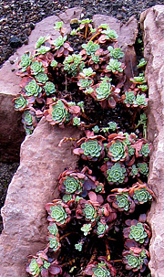 Sedum pachyclados.