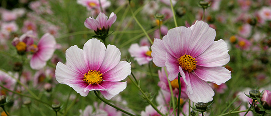 Sommerblomst