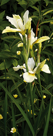 Sibirisk iris