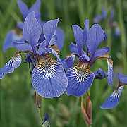 Sibirisk iris