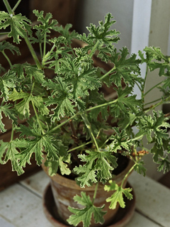 ‘Silver Leaf Rose’ er af typen duftpelargonier