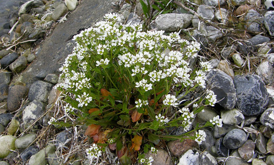 Kokleare i blomst i forsommeren