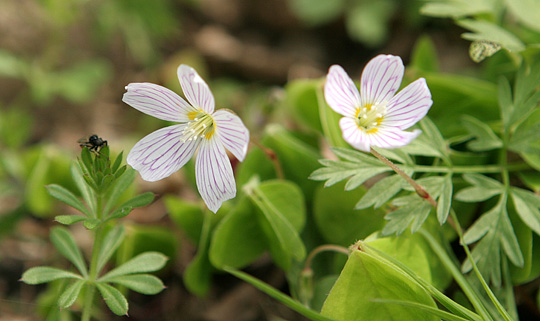 Skovsyre blomst