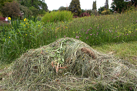 Slået blomstereng