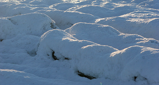 Snedækkede rodfrugter