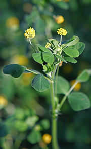 Sneglebælg har små gule blomster.