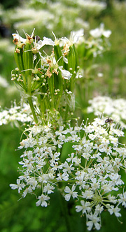 Sødskærm blomster og umodne frø