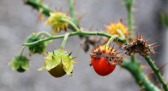 Solanum sisymbriifolium