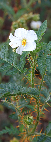 Solanum sisymbriifolium