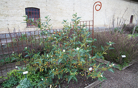 Solanum sisymbriifolium