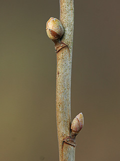 solbærknop­galmider.