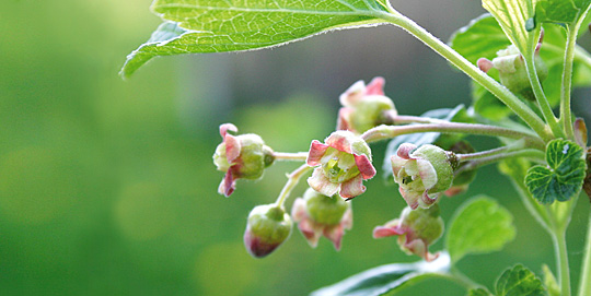 Solbærblomst