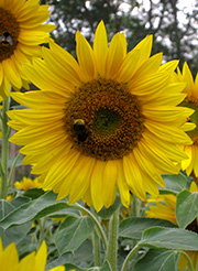 solsikke