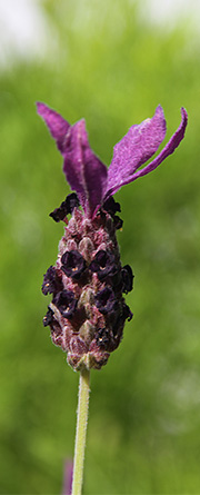 Sommerfuglelavendel