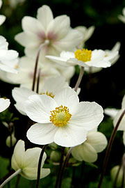 Sommmeranemone