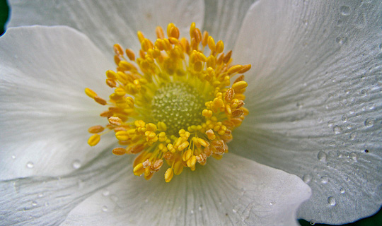 Sommeranemone