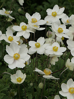 Sommeranemone i staudebed