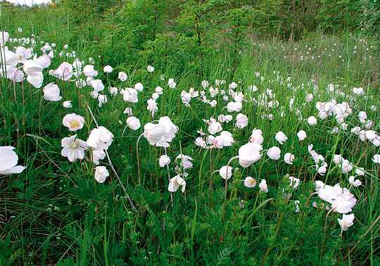 Sommeranemone i græs på Øland