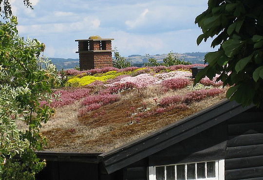 Sommerhus med grønt tag med sedumarter