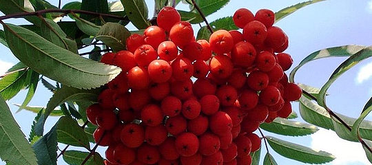 Sorbus aucuparia var. edulis