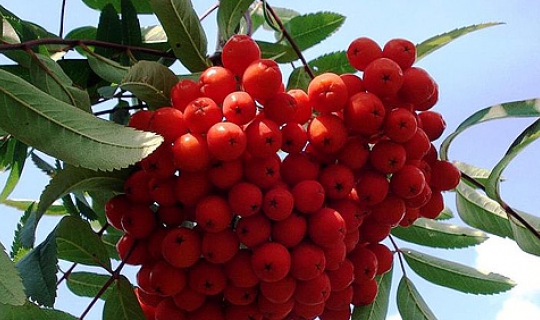 Sorbus aucuparia edulis