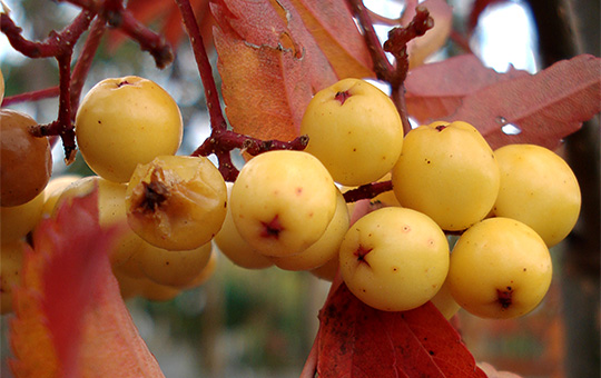 Sorbus Joseph Rock