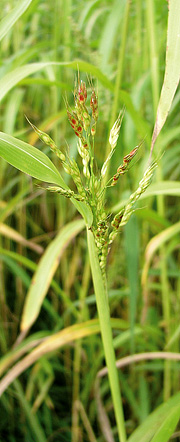 Sudangræs, Sorghum sudanense