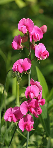 Flotte ærteblomstlignende blomster