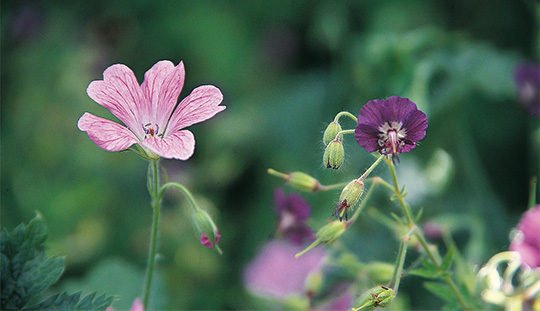 Geranium