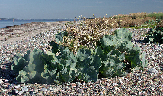 Strandkål med frøstande