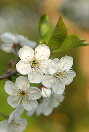 Surkirsebær også kaldet syltekirsebær i blomst