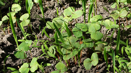 Ammeplanter