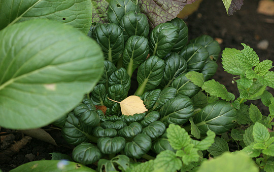 Tatsoi grøn bladroset