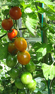 Tomatplante med to stammer