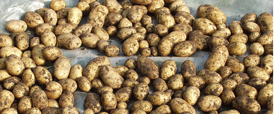 Kartofler lagt til tørring