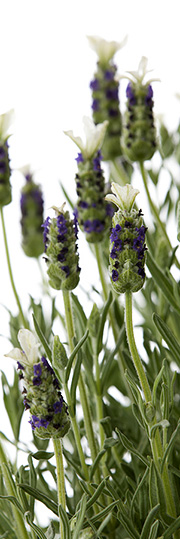 Lavandula stoechas