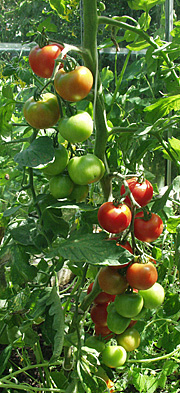 Tomatplante skal dyrkes i jorden for at få god smag.