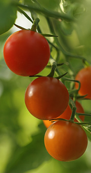 tomater i oktober