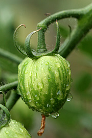 Tomater med regndråber