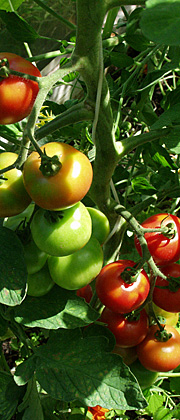 Tomat med en stamme