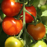 tomat stammer fra Sydamerika