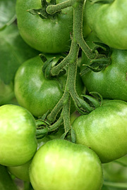 Grønne umodne tomater